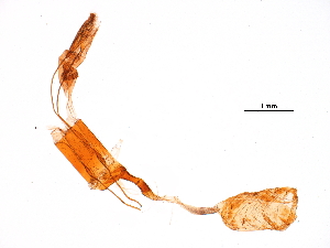  ( - 11ANIC-09772)  @12 [ ] CreativeCommons - Attribution (2018) CBG Photography Group Centre for Biodiversity Genomics