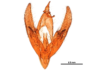  ( - 11ANIC-09774)  @12 [ ] CreativeCommons - Attribution (2019) CBG Photography Group Centre for Biodiversity Genomics