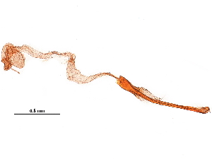  ( - 11ANIC-09774)  @12 [ ] CreativeCommons - Attribution (2019) CBG Photography Group Centre for Biodiversity Genomics