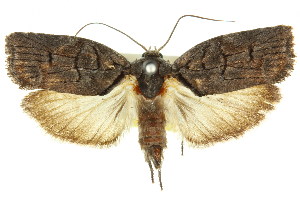  (Illidgea epigramma-ABA0057 - 11ANIC-09144)  @14 [ ] CreativeCommons - Attribution (2011) CSIRO/CBG Photography Group Centre for Biodiversity Genomics