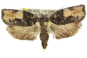  (Illidgea epigramma-AAV6713 - 11ANIC-09145)  @14 [ ] CreativeCommons - Attribution (2011) CSIRO/CBG Photography Group Centre for Biodiversity Genomics