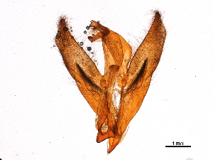  ( - 11ANIC-11220)  @11 [ ] CreativeCommons - Attribution (2018) CBG Photography Group Centre for Biodiversity Genomics