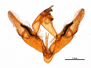  ( - 11ANIC-11301)  @12 [ ] CreativeCommons - Attribution (2018) CBG Photography Group Centre for Biodiversity Genomics