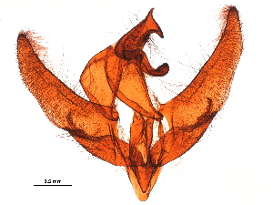  ( - 11ANIC-11324)  @11 [ ] CreativeCommons - Attribution (2019) CBG Photography Group Centre for Biodiversity Genomics