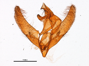  ( - 11ANIC-11327)  @11 [ ] CreativeCommons - Attribution (2018) CBG Photography Group Centre for Biodiversity Genomics