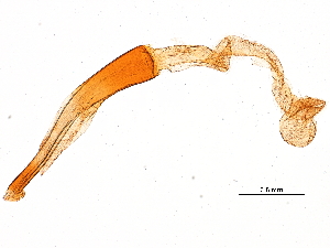  ( - 11ANIC-11327)  @11 [ ] CreativeCommons - Attribution (2018) CBG Photography Group Centre for Biodiversity Genomics