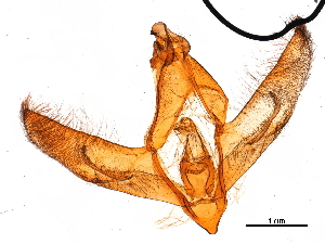  ( - 11ANIC-11330)  @11 [ ] CreativeCommons - Attribution (2018) CBG Photography Group Centre for Biodiversity Genomics