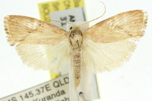  (Xylorycta moligera - 11ANIC-10142)  @14 [ ] CreativeCommons - Attribution (2011) CSIRO/CBG Photography Group Centre for Biodiversity Genomics