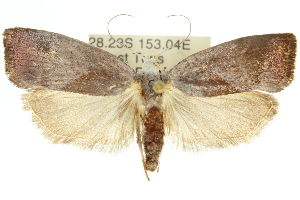  (Xylorycta apheles - 11ANIC-10143)  @14 [ ] CreativeCommons - Attribution (2011) CSIRO/CBG Photography Group Centre for Biodiversity Genomics