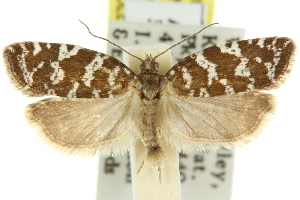  (Tortrix hydractis - 11ANIC-10348)  @15 [ ] CreativeCommons - Attribution (2011) CSIRO/CBG Photography Group Centre for Biodiversity Genomics