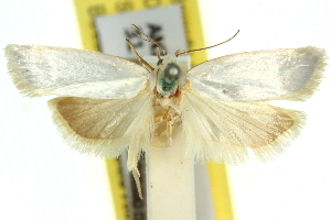  (Xylorycta sp. ANIC7 - 11ANIC-10382)  @11 [ ] CreativeCommons - Attribution (2011) CSIRO/CBG Photography Group Centre for Biodiversity Genomics