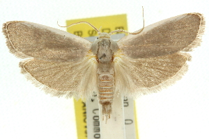  (Xylorycta sp. ANIC80 - 11ANIC-10872)  @13 [ ] CreativeCommons - Attribution (2011) CSIRO/CBG Photography Group Centre for Biodiversity Genomics