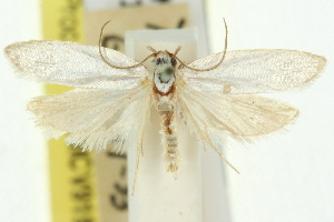  (Xylorycta sp. ANIC90 - 11ANIC-10919)  @11 [ ] CreativeCommons - Attribution (2011) CSIRO/CBG Photography Group Centre for Biodiversity Genomics