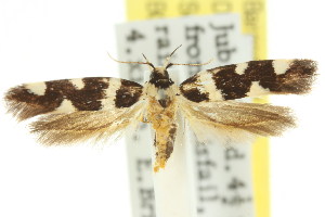  (Macrobathra leucozancla - 11ANIC-13162)  @14 [ ] CreativeCommons - Attribution (2011) CSIRO/CBG Photography Group Centre for Biodiversity Genomics