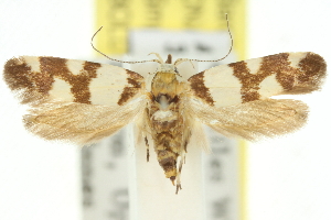  (Macrobathra sp. ANIC34 - 11ANIC-13296)  @14 [ ] CreativeCommons - Attribution (2011) CSIRO/CBG Photography Group Centre for Biodiversity Genomics