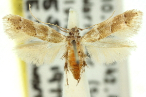  (Isorrhoa sp. ANIC2 - 11ANIC-13332)  @11 [ ] CreativeCommons - Attribution (2011) CSIRO/CBG Photography Group Centre for Biodiversity Genomics