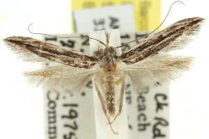  (Leptozestis sp. ANIC22 - 11ANIC-13616)  @14 [ ] CreativeCommons - Attribution (2011) CSIRO/CBG Photography Group Centre for Biodiversity Genomics