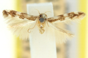  (Stagmatophora notoleuca - 11ANIC-13797)  @11 [ ] CreativeCommons - Attribution (2011) CSIRO/CBG Photography Group Centre for Biodiversity Genomics