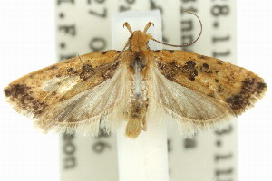  (Hemiarcha metableta - 11ANIC-14703)  @15 [ ] CreativeCommons - Attribution (2011) CSIRO/CBG Photography Group Centre for Biodiversity Genomics