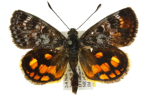  (Synemon sophia - 11ANIC-14871)  @15 [ ] CreativeCommons - Attribution (2011) CSIRO/CBG Photography Group Centre for Biodiversity Genomics