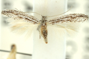  (Epiphthora thyellias - 11ANIC-15654)  @13 [ ] CreativeCommons - Attribution (2011) CSIRO/CBG Photography Group Centre for Biodiversity Genomics