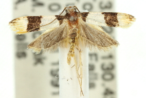  (Anaptilora isocosma - 11ANIC-15682)  @13 [ ] CreativeCommons - Attribution (2011) CSIRO/CBG Photography Group Centre for Biodiversity Genomics