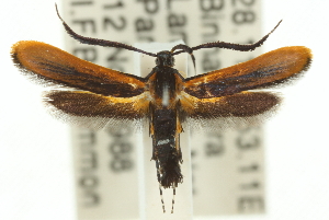  (Snellenia sp. ANIC3 - 11ANIC-15717)  @14 [ ] CreativeCommons - Attribution (2011) CSIRO/CBG Photography Group Centre for Biodiversity Genomics