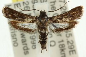  (Mylocera sp. ANIC2 - 11ANIC-15739)  @13 [ ] CreativeCommons - Attribution (2011) CSIRO/CBG Photography Group Centre for Biodiversity Genomics