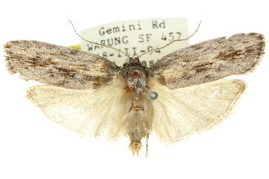  (Agriophara platyscia - 11ANIC-15929)  @14 [ ] CreativeCommons - Attribution (2011) CSIRO/CBG Photography Group Centre for Biodiversity Genomics