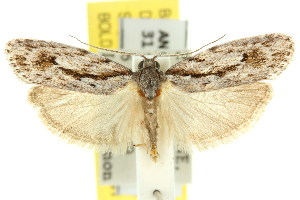  (Agriophara sp. ANIC12 - 11ANIC-15950)  @15 [ ] CreativeCommons - Attribution (2011) CSIRO/CBG Photography Group Centre for Biodiversity Genomics