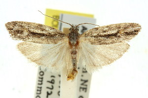  (Agriophara leptosemela - 11ANIC-15967)  @15 [ ] CreativeCommons - Attribution (2011) CSIRO/CBG Photography Group Centre for Biodiversity Genomics