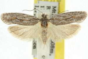  (Agriophara sp. ANIC19 - 11ANIC-15981)  @15 [ ] CreativeCommons - Attribution (2011) CSIRO/CBG Photography Group Centre for Biodiversity Genomics