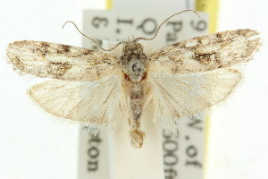  (Agriophara sp. ANIC23 - 11ANIC-16007)  @13 [ ] CreativeCommons - Attribution (2011) CSIRO/CBG Photography Group Centre for Biodiversity Genomics