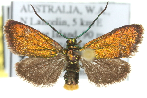  ( - 11ANIC-16151)  @15 [ ] CreativeCommons - Attribution (2011) CSIRO/CBG Photography Group Centre for Biodiversity Genomics