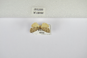  (Spatulosia africana - ANHRTUK-00070197)  @11 [ ] Copyright (2021) Unspecified ANHRT