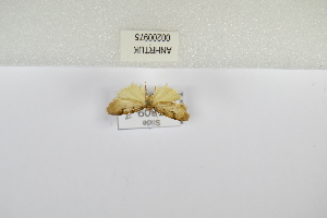  (Spatulosia malgassica - ANHRTUK-00200975)  @11 [ ] Copyright (2021) Unspecified ANHRT