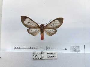  ( - ANHRTUK00095598)  @11 [ ] COPYRIGHT (2021) Unspecified ANHRT