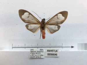  ( - ANHRTUK00099046)  @11 [ ] COPYRIGHT (2021) Unspecified ANHRT