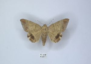  (Achaea orthogramma - ANHRTUK00189777)  @11 [ ] Copyright (2021) Unspecified ANHRT