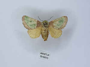  ( - ANHRTUK00190015)  @11 [ ] Copyright (2021) Unspecified ANHRT