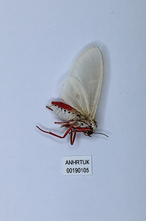  (Amerila leucoptera - ANHRTUK00190105)  @11 [ ] Copyright (2021) Unspecified ANHRT