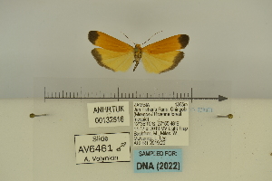  (Oedipygilema aposema - ANHRTUK00132516)  @11 [ ] Copyright (2022) Unspecified ANHRT