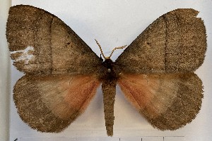  (Rhodopteriana rhodoptera - ANHRTUK00214459)  @11 [ ] Copyright (2022) Unspecified ANHRT