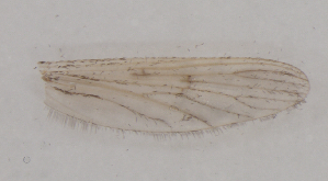  (Anopheles daciae sp. inq - IZL17)  @11 [ ] Copyright (2018) Unspecified IZLER