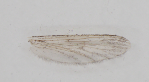  ( - IZL72)  @11 [ ] Copyright (2018) Unspecified IZLER