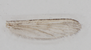  ( - IZL74)  @11 [ ] Copyright (2018) Unspecified IZLER