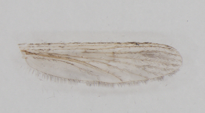  ( - IZL75)  @11 [ ] Copyright (2018) Unspecified IZLER