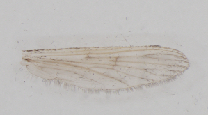  ( - IZL76)  @11 [ ] Copyright (2018) Unspecified IZLER