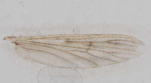  ( - IZL77)  @11 [ ] Copyright (2018) Unspecified IZLER