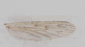  ( - IZL78)  @11 [ ] Copyright (2018) Unspecified IZLER